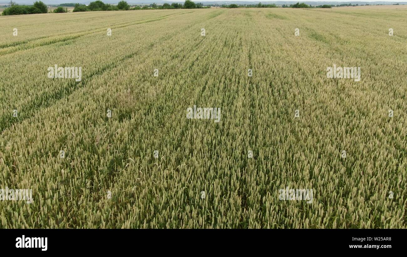 Aerial footage over field wheat hi-res stock photography and images - Alamy