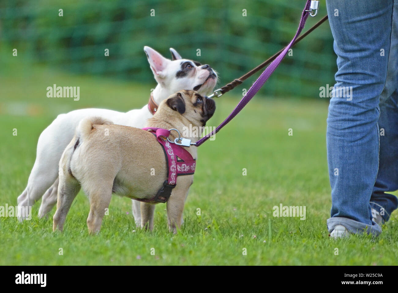 Short nosed fawn pug dog on leash with white french bulldog in background Stock Photo
