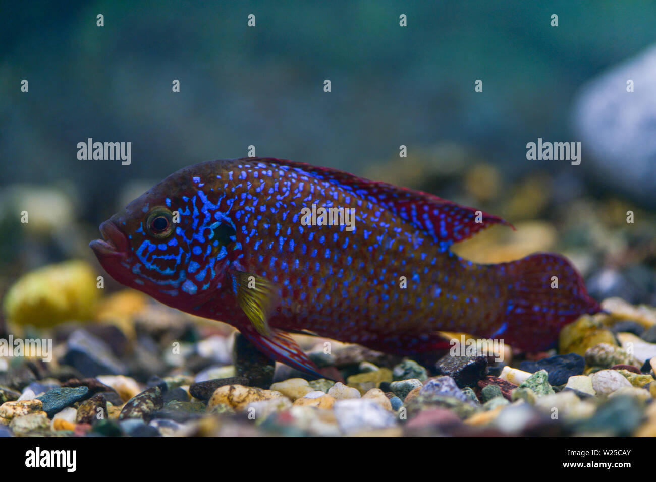 Hemichromis bimaculatu.  Jewelfish fish , Fish chromis-handsome swims in a transparent aquarium Stock Photo