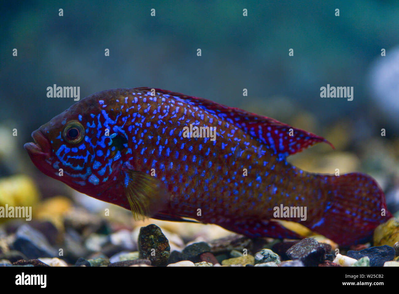 Hemichromis bimaculatu.  Jewelfish fish , Fish chromis-handsome swims in a transparent aquarium Stock Photo