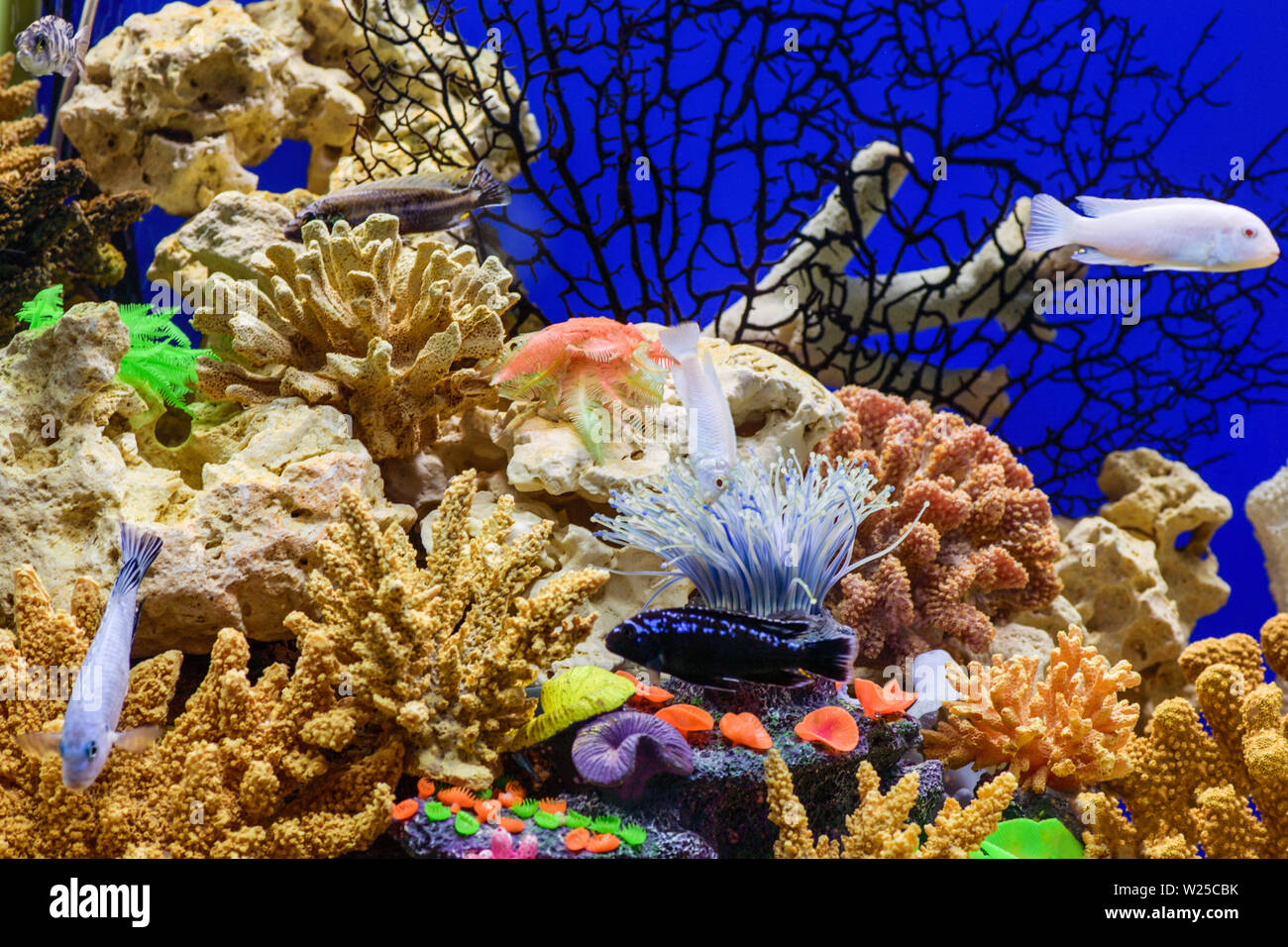 Very beautiful design of the aquarium with beautiful fish cichlids Stock Photo