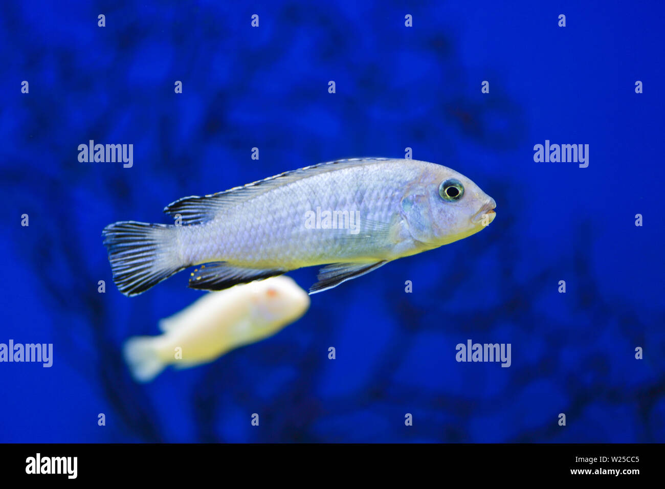 Pseudotropheus Socolofi cichlid fish in aquarium  or Pseudotrofeus Pindani in a beautiful transparent aquarium with a blue background. Cichlid in the Stock Photo