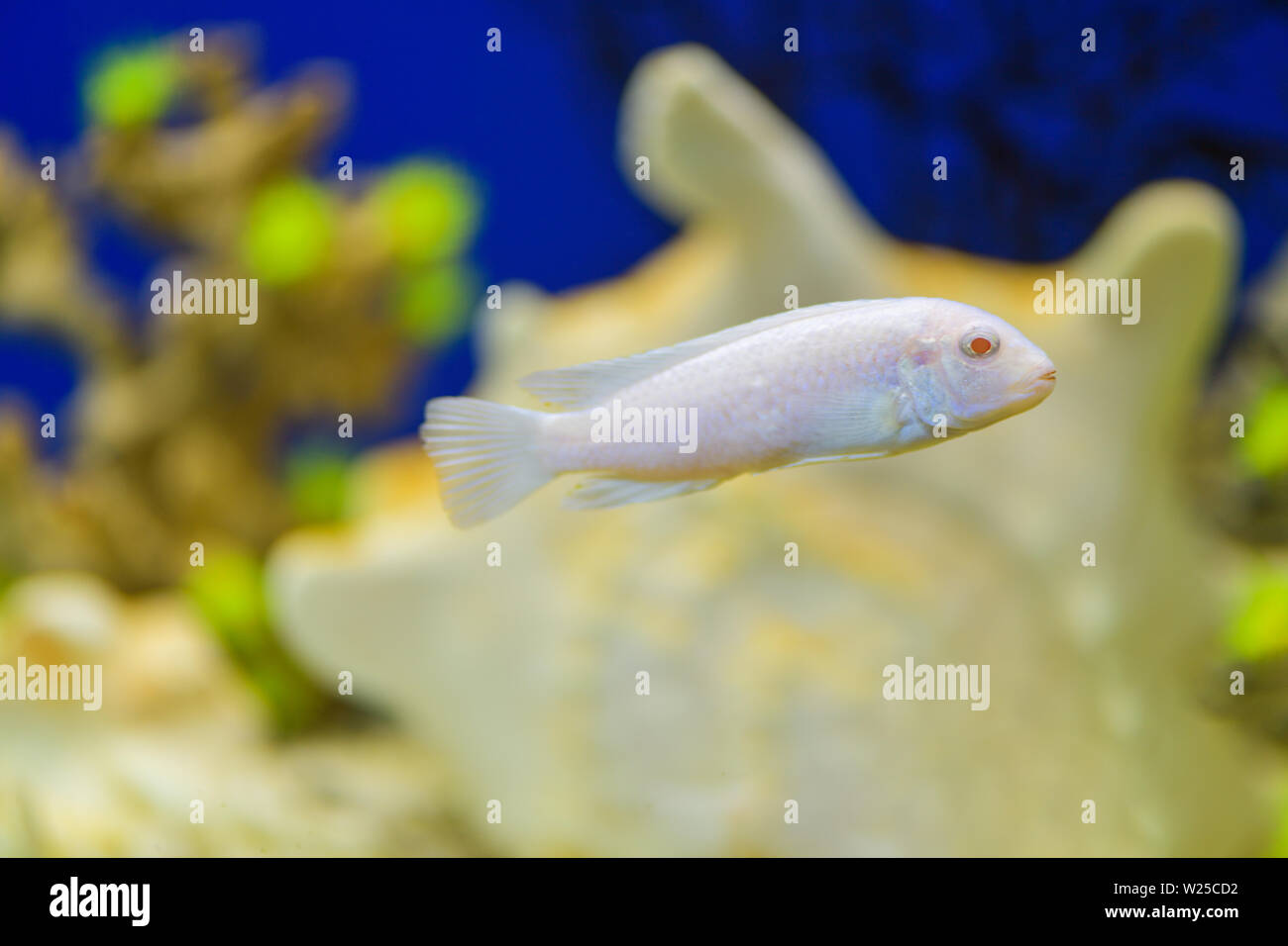 Fish Cichlid Snow Prince in the aquarium , Pseudotropheus Socolofi in a transparent aquarium. Stock Photo