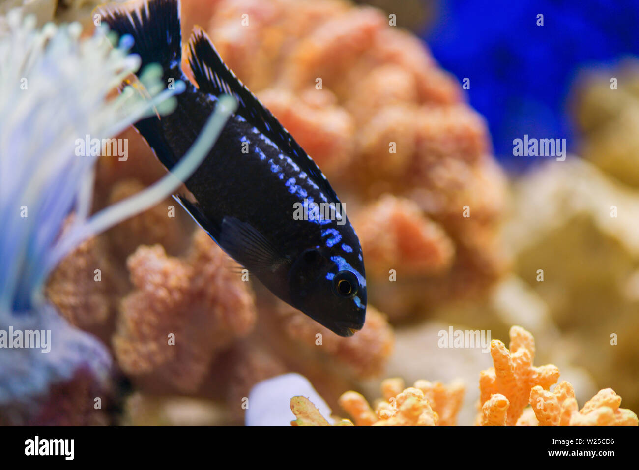 Melanochromis johannii, Pseudotropheus johannii.. Fish Johana Melanochromis swims in a transparent marine aquarium Stock Photo