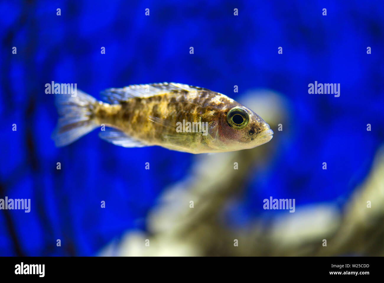 Cichlid fish swims in a transparent aquarium with blue decoration Stock Photo