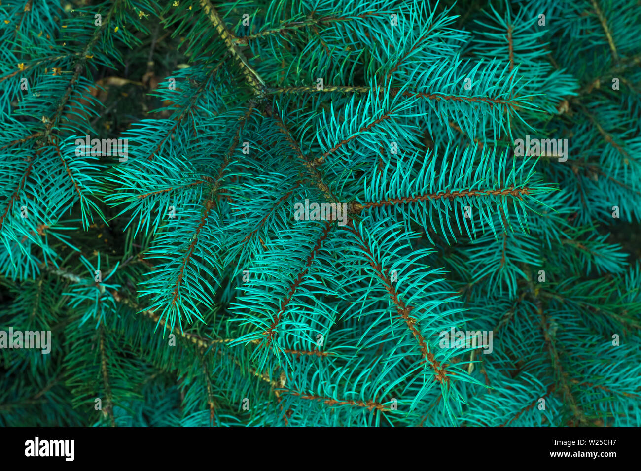 Green branches of fur tree. Holiday season. Christmas fir. Frame of blue pine branch. Green christmas background. Coniferous needles close-up. Pine-tr Stock Photo