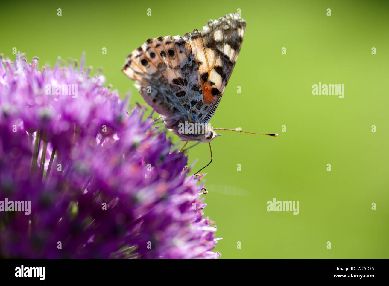 Butterfly, Vanessa cardui or painted lady feeding on an Allium flower on green backround Stock Photo