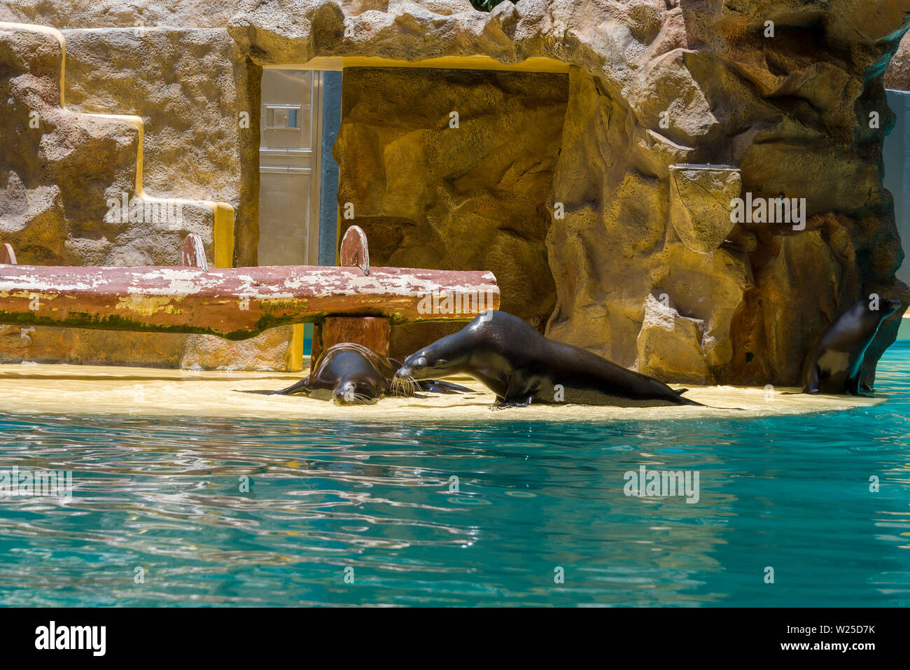 Navy seal at the zoo at the performance. The concept of tourism and recreation Stock Photo Alamy