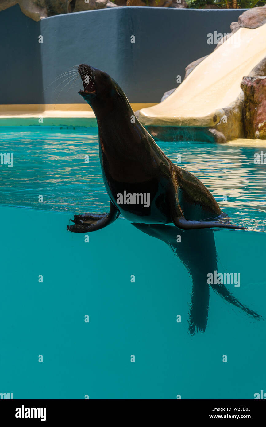 Navy seal at the zoo at the performance. The concept of tourism and recreation Stock Photo Alamy