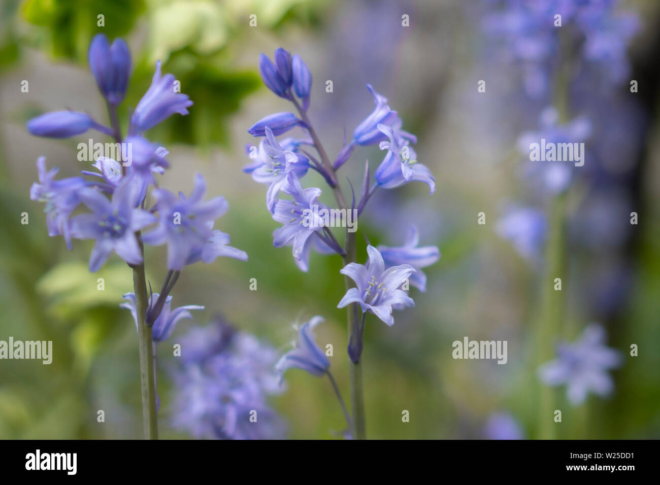 Bluebells growing at Beamish Open Air Museum, County England, England Stock Photo