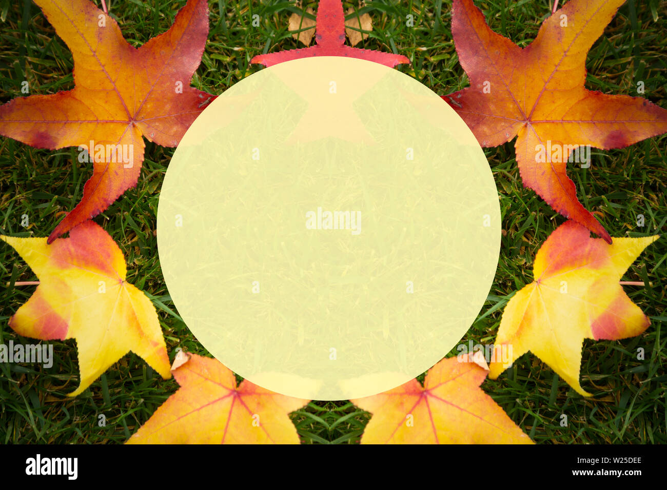 Colorful fall maple leaves on a background of green grass, image with ...