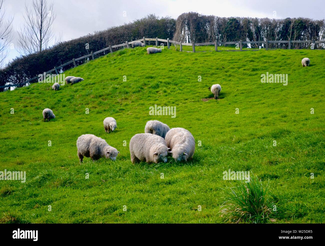 Sheep in New Zealand Stock Photo Alamy
