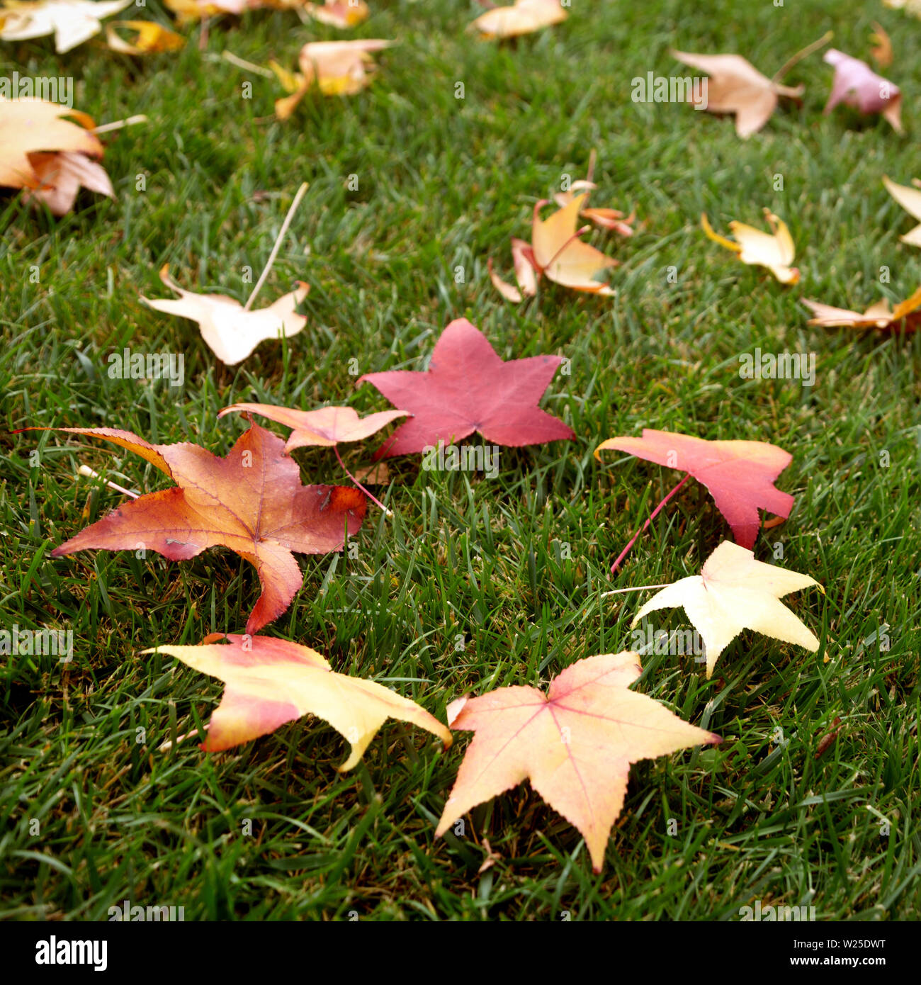 Colorful fall maple leaves on a background of green grass Stock Photo ...