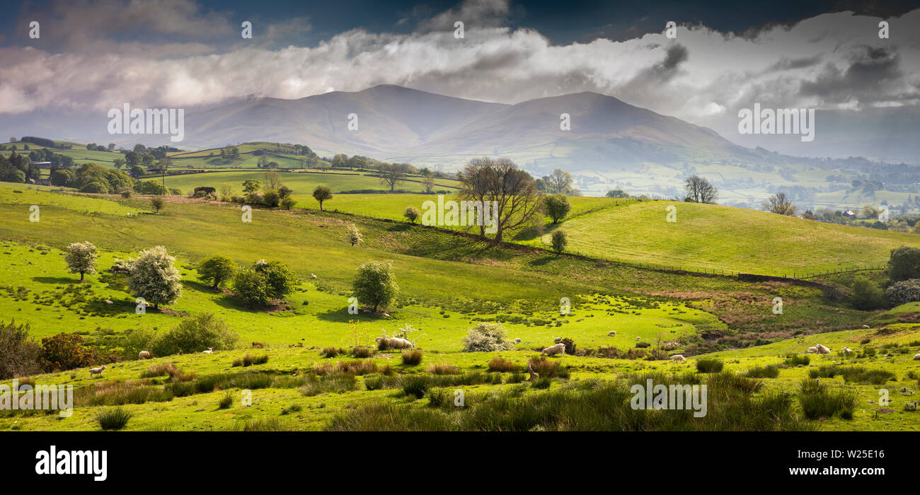 UK, Cumbria, Sedbergh, panoramic view of sheep gazing on farmland and Howgill Fells from Owshaw Stock Photo