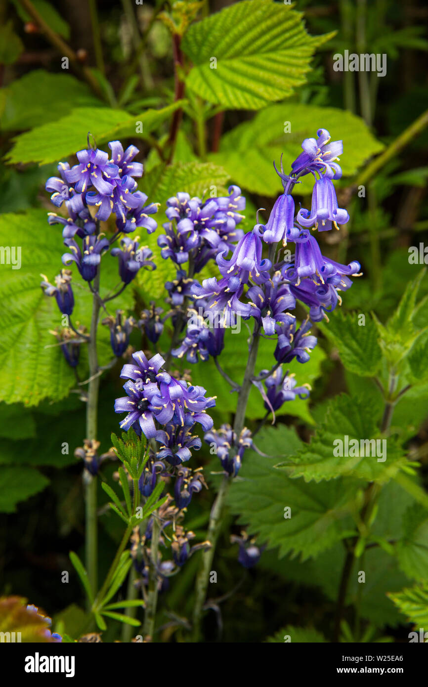 UK, Cumbria, Sedbergh, Howgill Lane, wild native bluebell flowers, Hyacinthoides non-scripta, growing on roadside verge Stock Photo