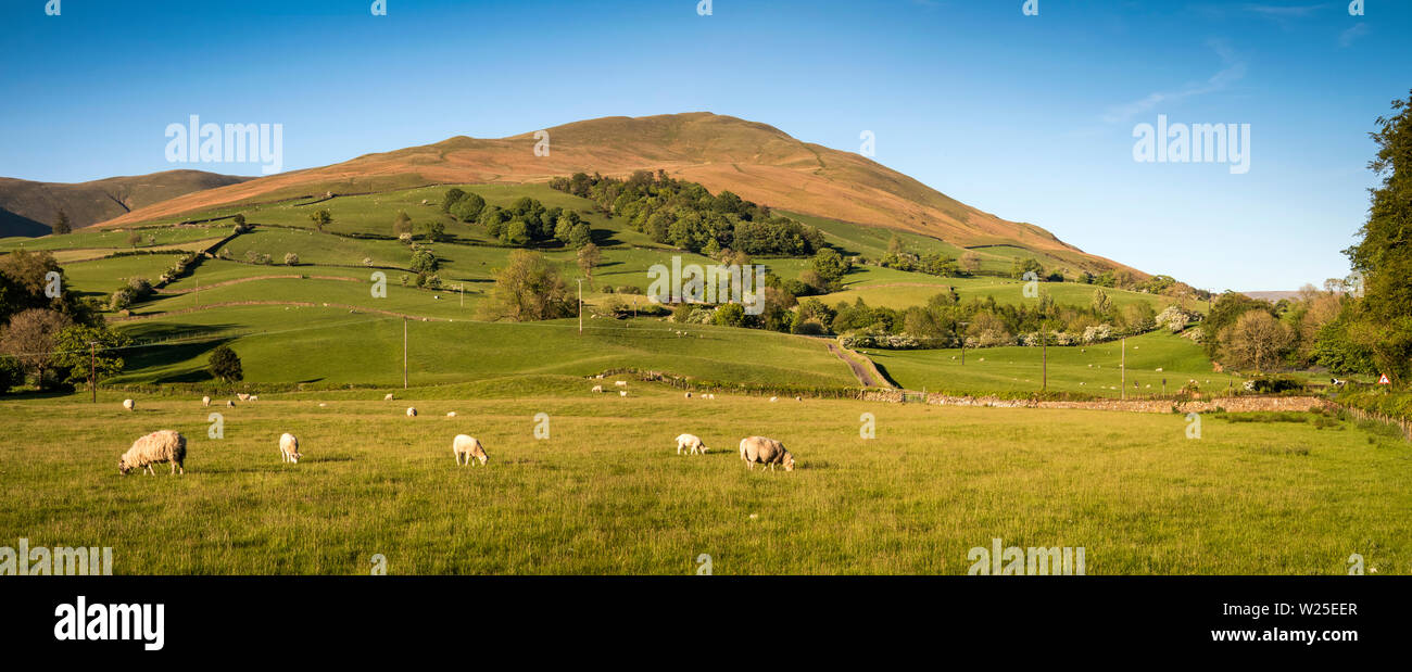 UK, Cumbria, Sedbergh, Marthwaite, sheep grazing on farmland in valley below Winder and Howgill Fells, panoramic Stock Photo