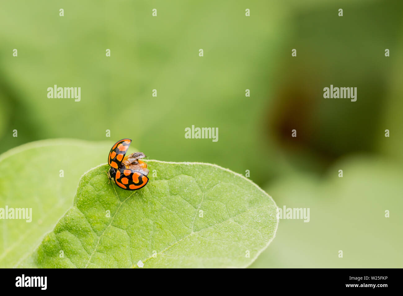 Orange Ladybug close up on a green leaf, Predator insect species for ...