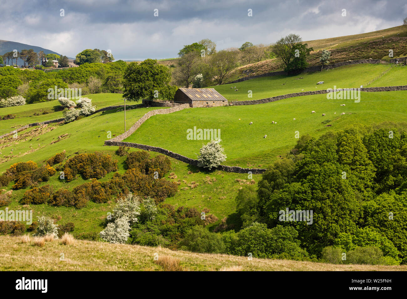 UK, Cumbria, Sedbergh, Frostrow and Soolbank, Low Fawes field barn in lowland farmland at Dovecote Gill Stock Photo