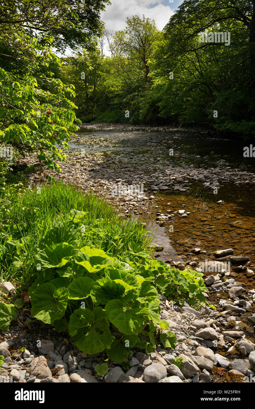 UK, Cumbria, Sedbergh, plants growing in banks of River Rawthey at New