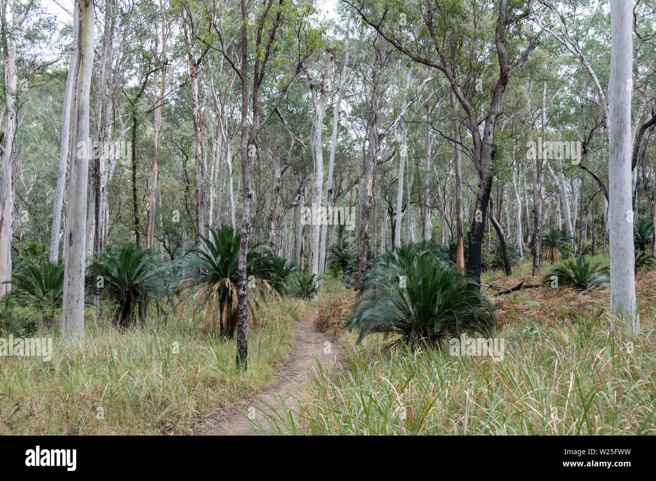 Small fan shaped palm trees are: Nitida Palm (Livistona nitida) or Carnarvon Gorge Fan Palms for its glossy jet black fruits in the Eucalyptus forest Stock Photo