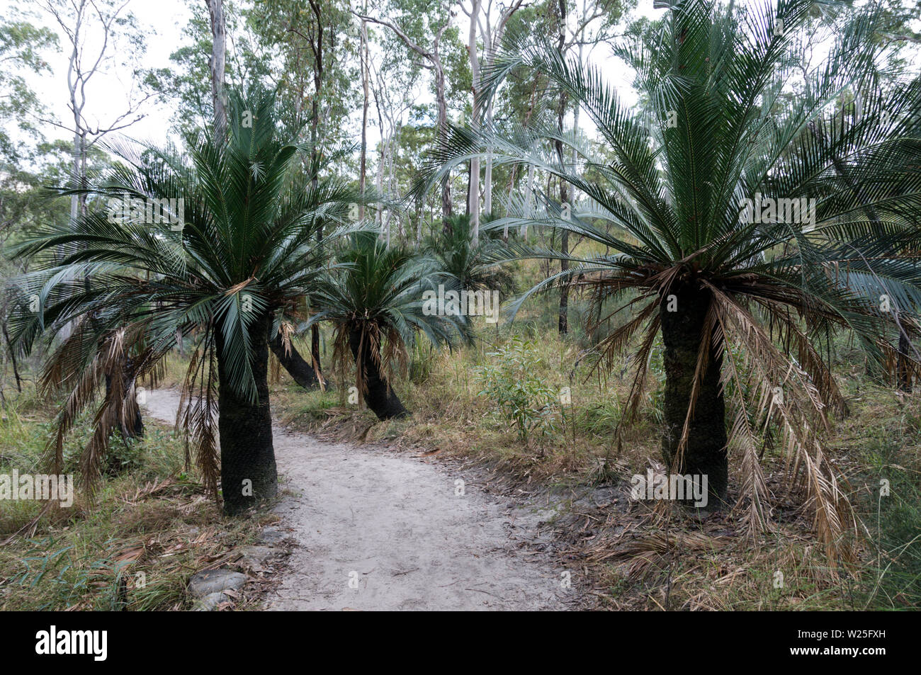 Queensland Cycad High Resolution Stock Photography and Images - Alamy