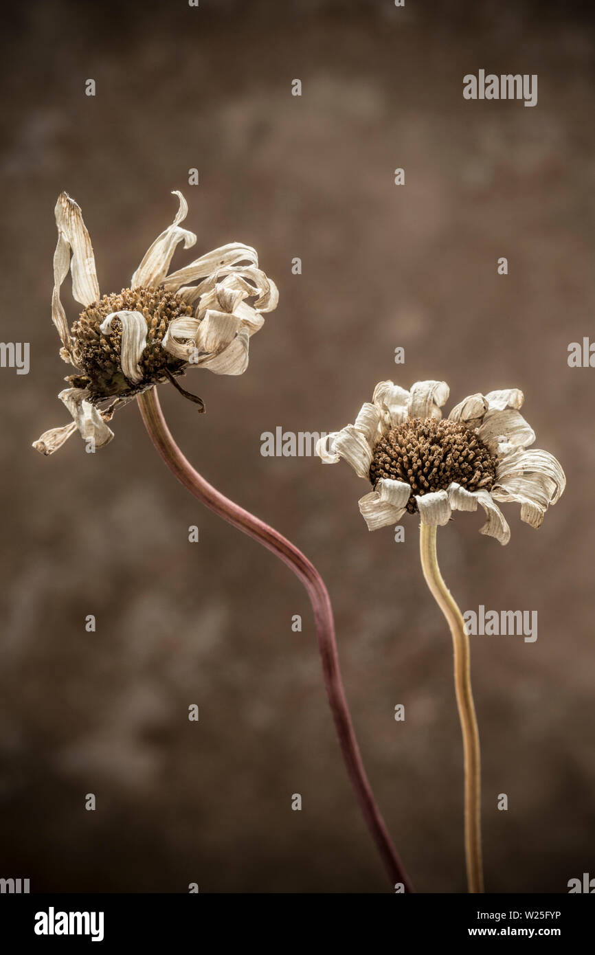 Dying flower hires stock photography and images Alamy