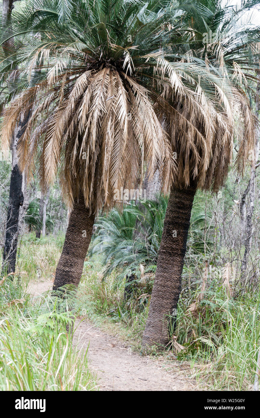 Palm carnarvon hires stock photography and images Alamy