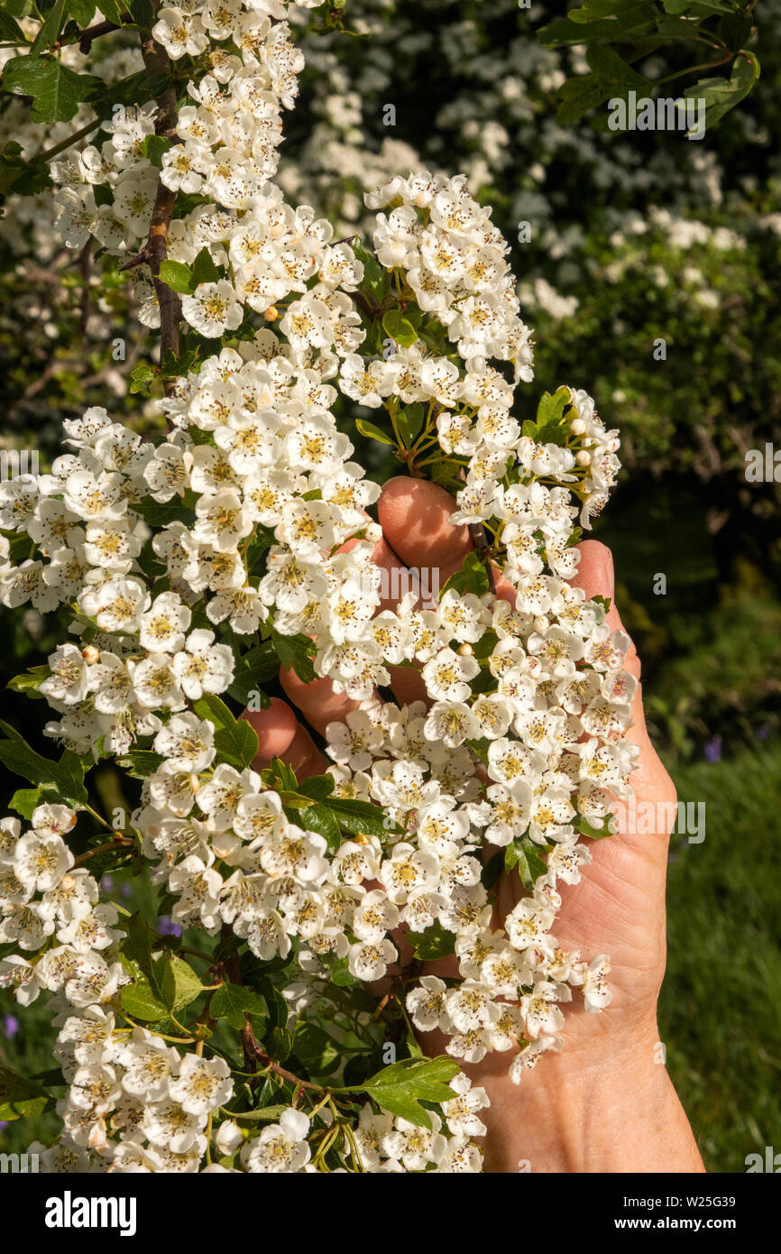 UK, Cumbria, Sedbergh, hand holding hawthorn blossom in hedgerow Stock Photo