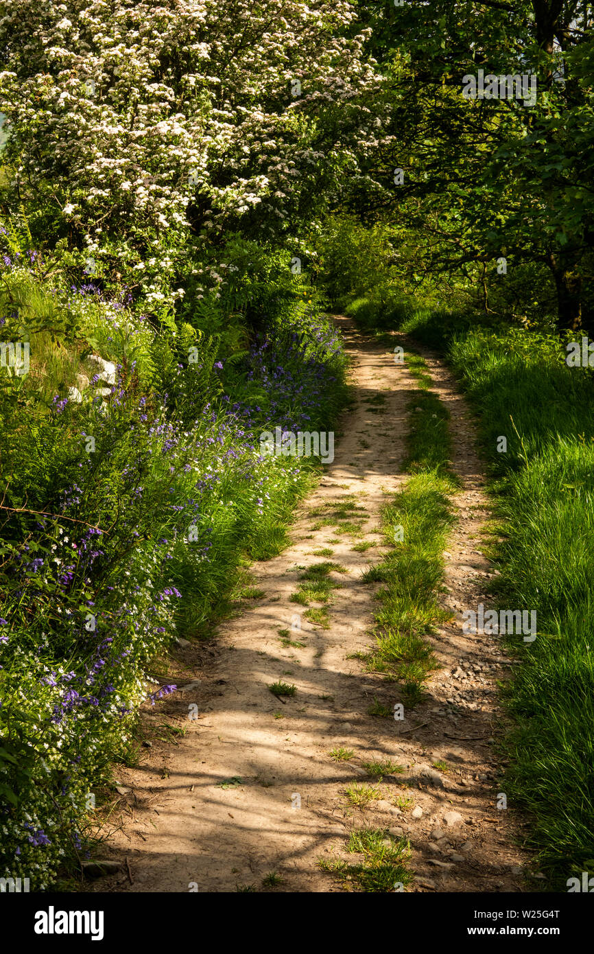 UK, Cumbria, Sedbergh, Settlebeck Gill, Jubilee Woods, footpath lined with wild flowers in early summer Stock Photo