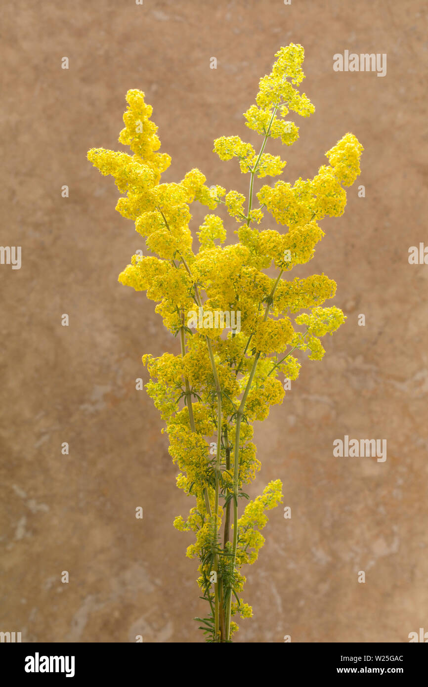 Lady’s Bedstraw flowers, Galium verum, picked from a roadside verge and photographed in a studio. The flowers have a pleasant smell and were once used Stock Photo