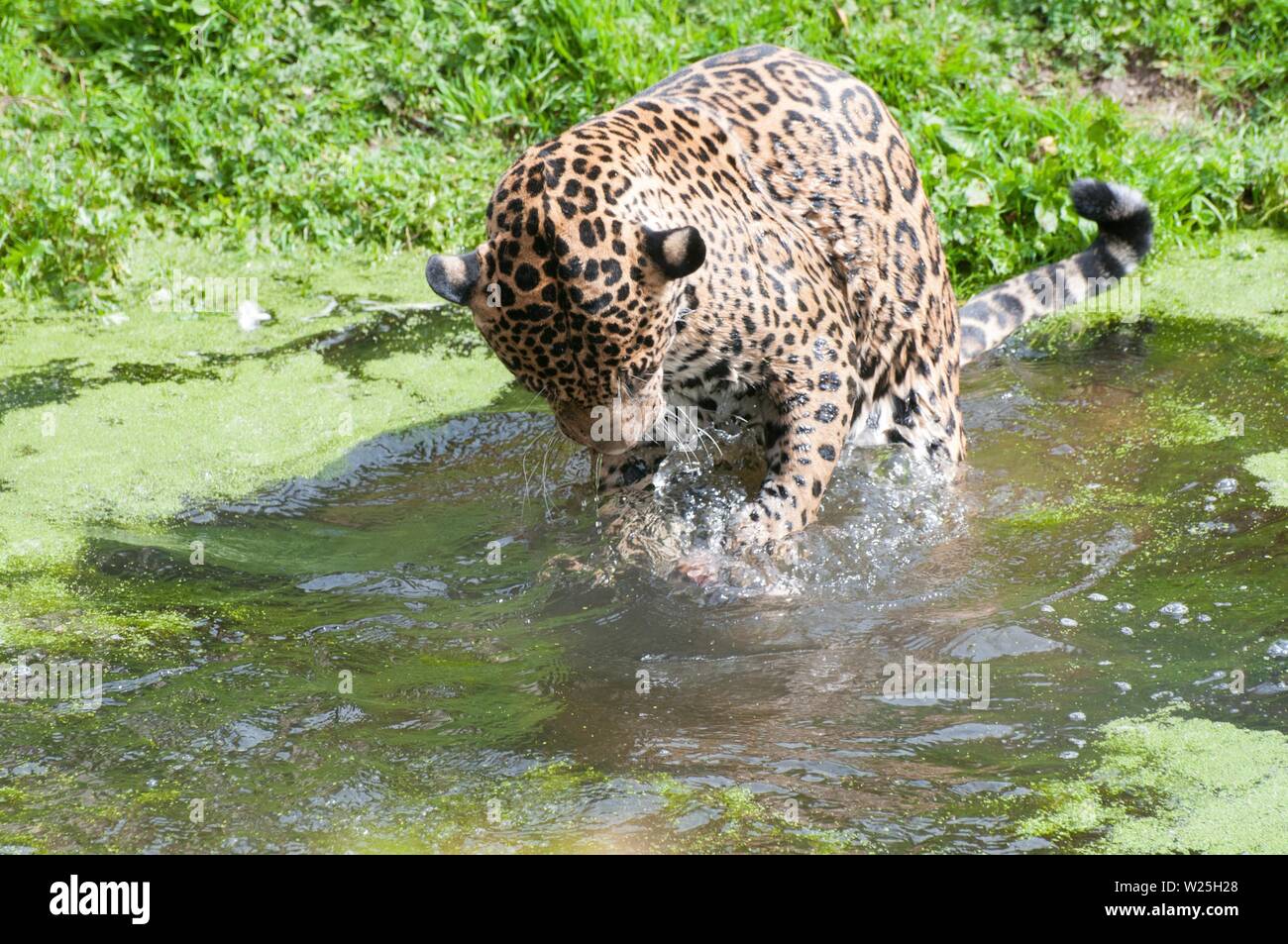 Jaguar jumping hi-res stock photography and images - Alamy