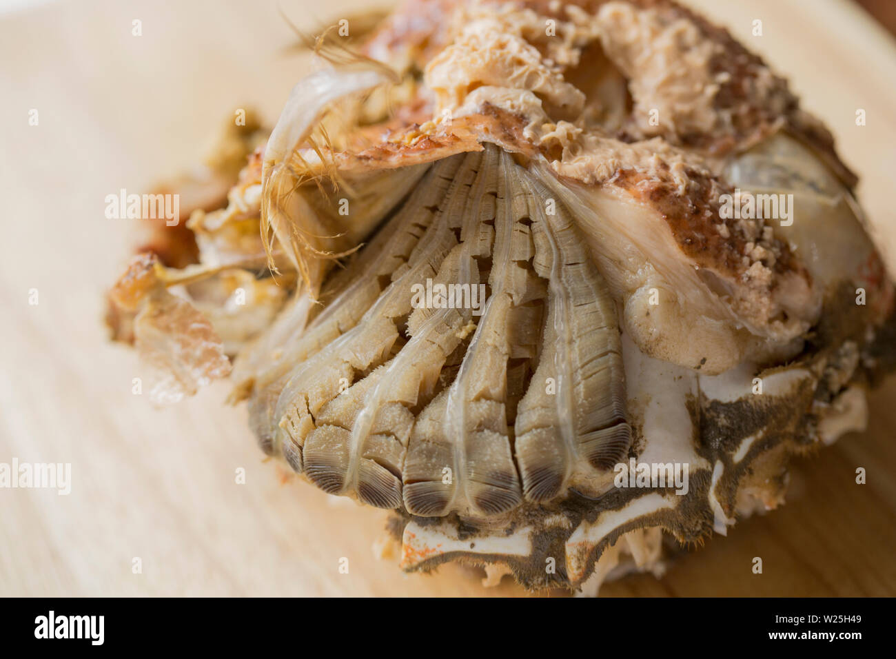 The body of a boiled spider crab, Maja brachydactyla, that was caught in the English Channel. It has been boiled and the shell and legs removed. The p Stock Photo