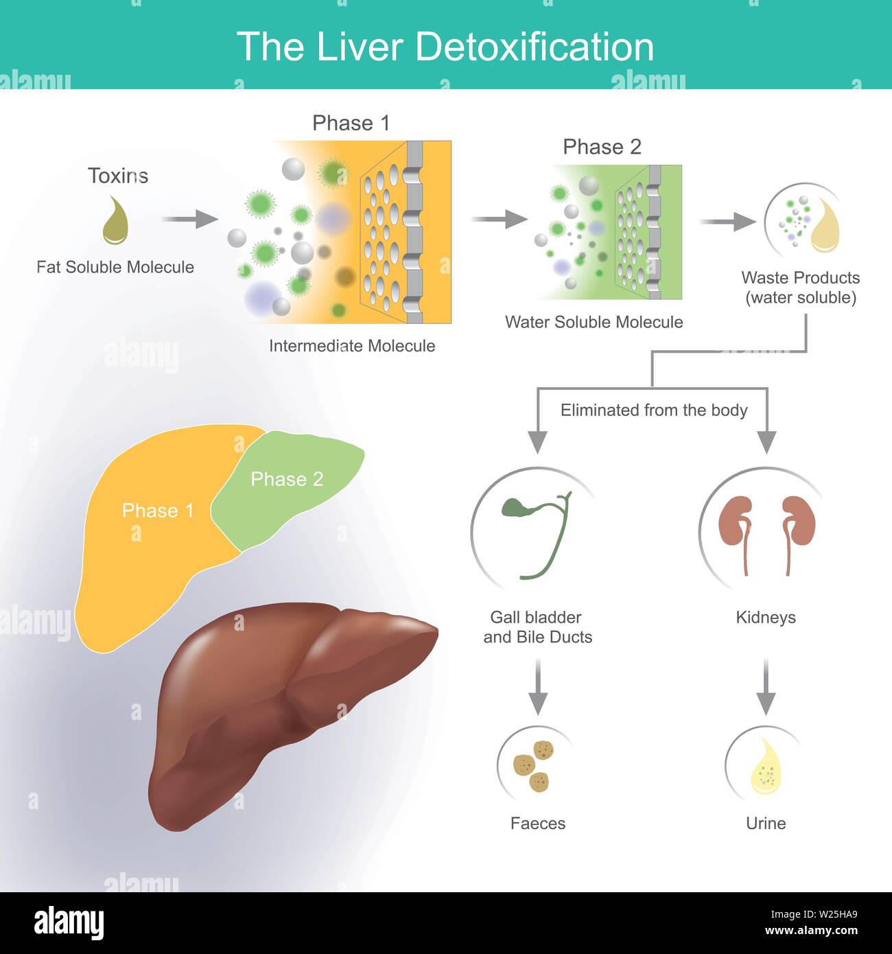 The liver produces bile to help break down and absorb fats. Waste