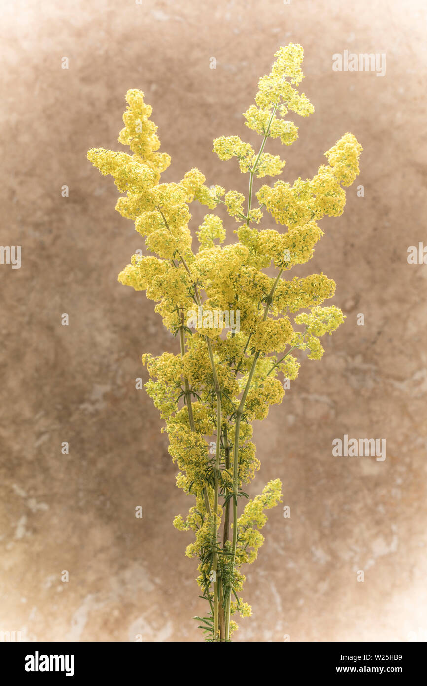 Lady’s Bedstraw flowers, Galium verum, picked from a roadside verge and photographed in a studio. The flowers have a pleasant smell and were once used Stock Photo