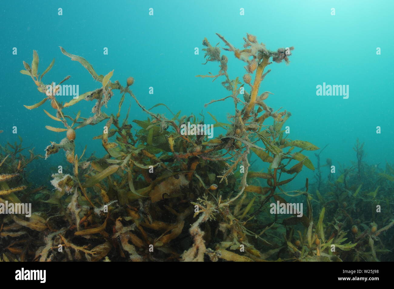 Tangled Carpophyllum sea weeds in shallows of murky harbor. Stock Photo