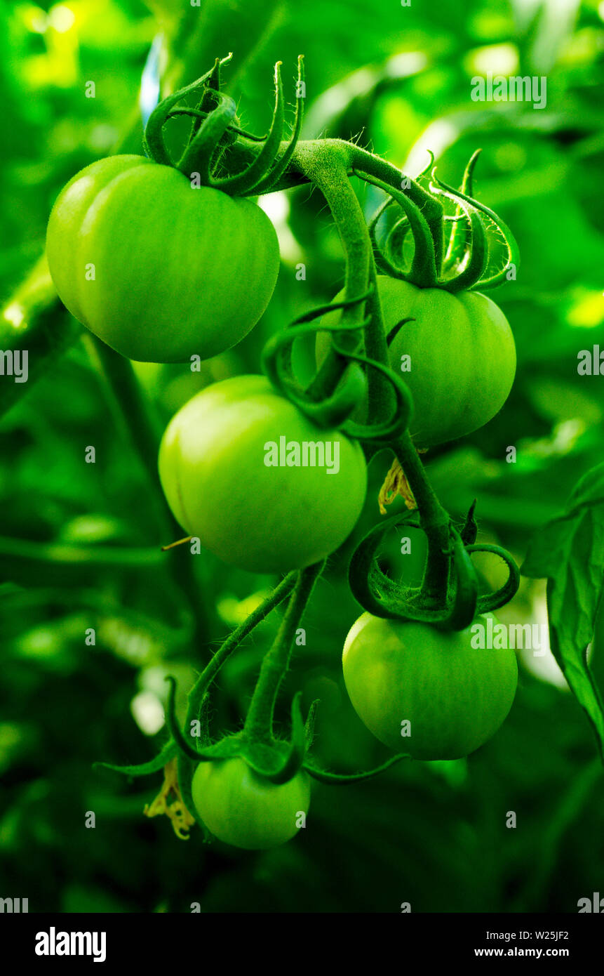 Ripe green tomatoes on bush. Studio Photo Stock Photo - Alamy