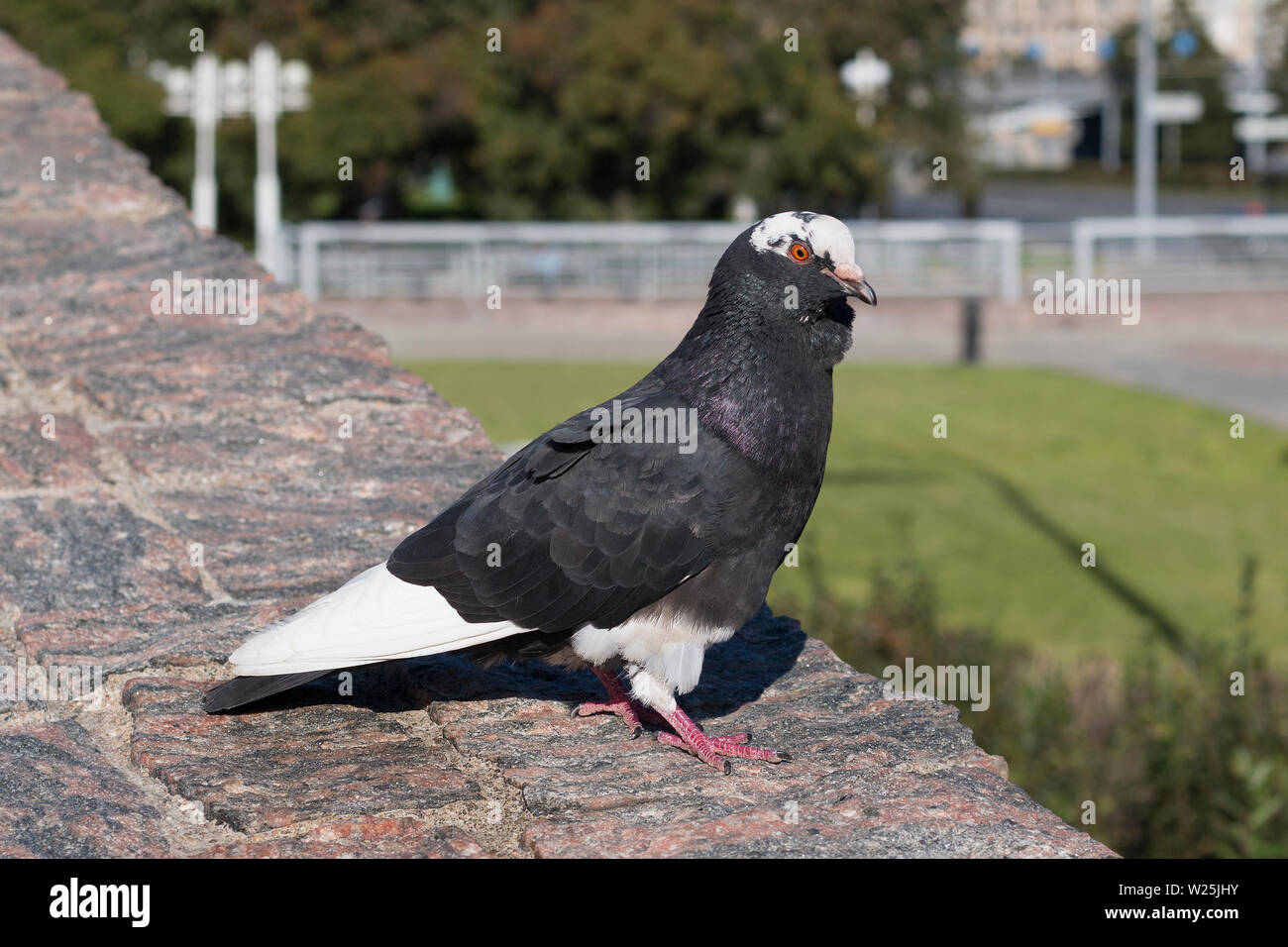 Black and white dove hi-res stock photography and images - Alamy