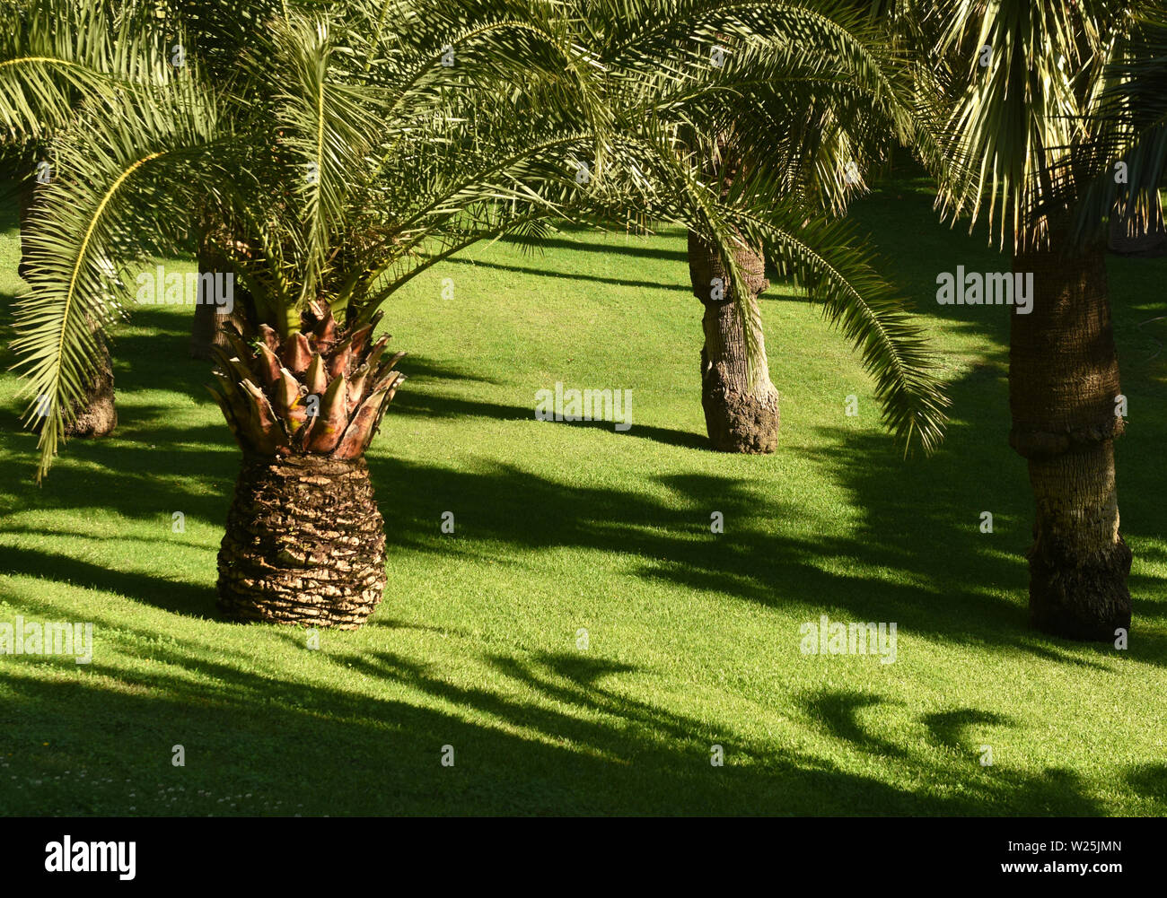Palm tree green grass field hires stock photography and images Alamy