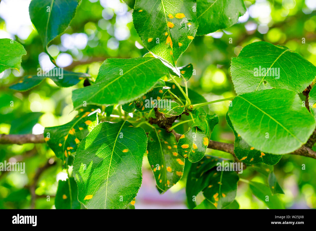 Rust on pear leaves, fruit plant disease Stock Photo - Alamy