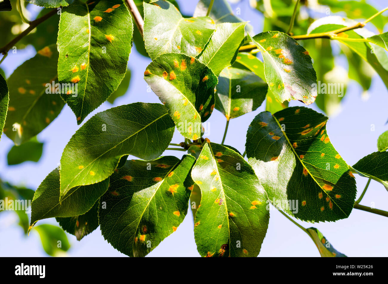 Rust on pear leaves, fruit plant disease.  Stock Photo