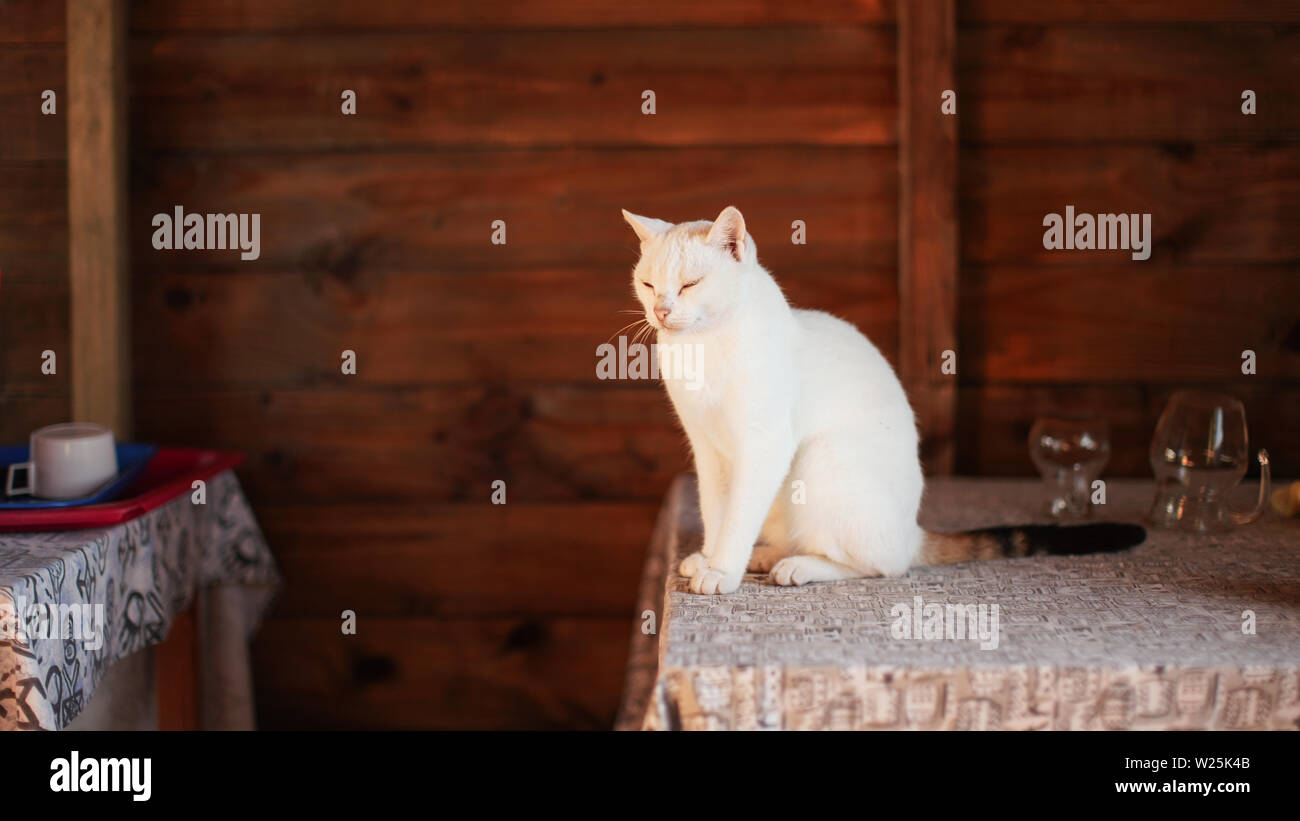 Sleepy white cat sitting on restaurant desk, glasses and wooden wall in background Stock Photo