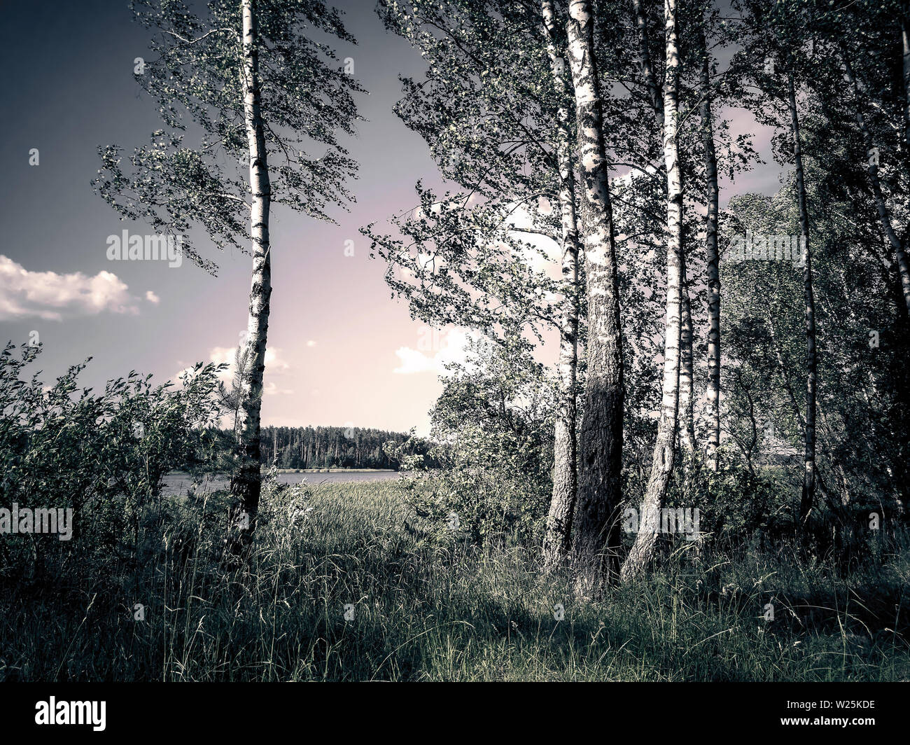 Birch forest russia hi-res stock photography and images - Alamy