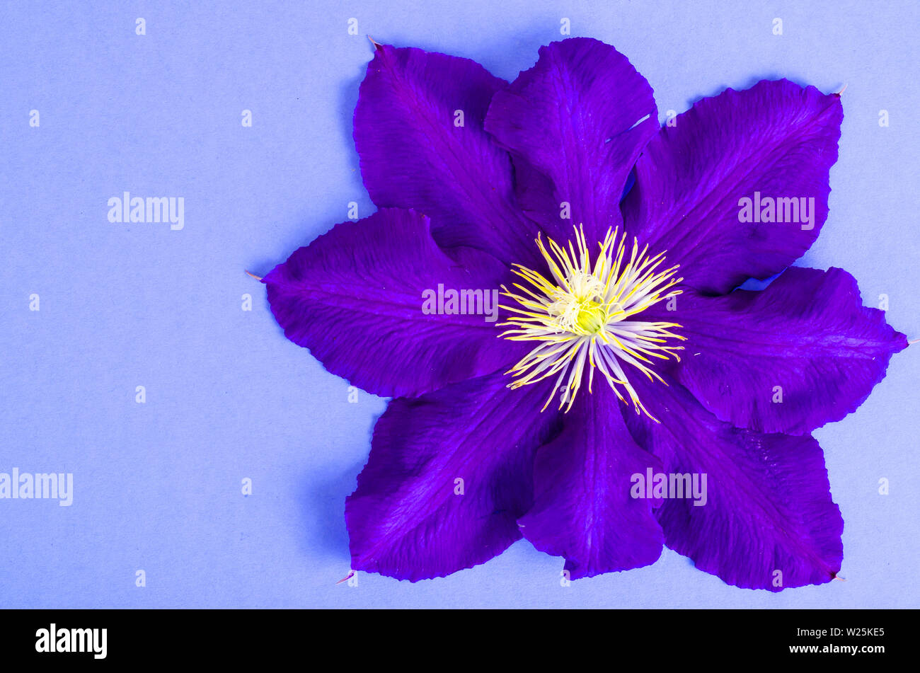 Purple clematis on bright background, space for text. Stock Photo