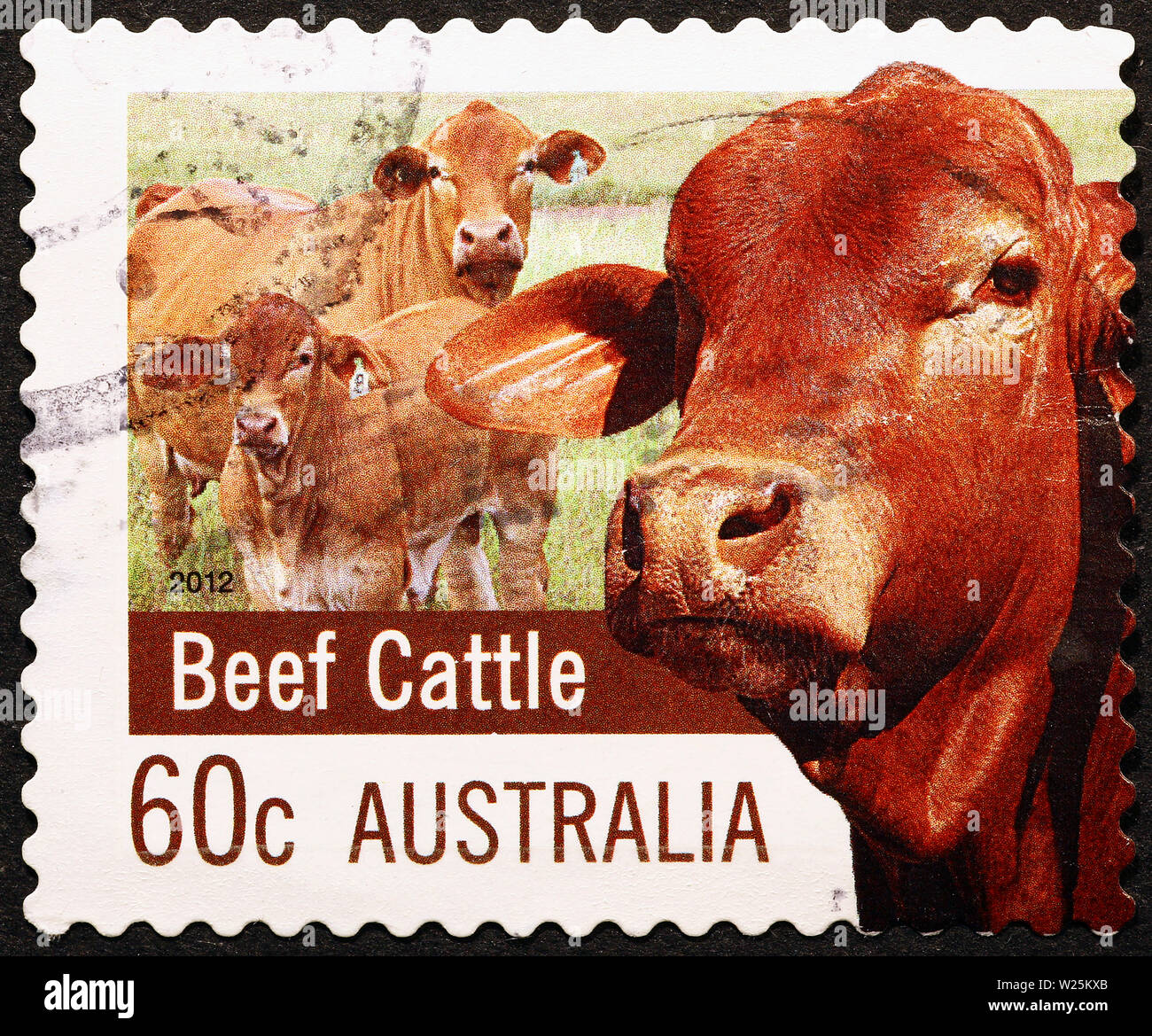 Beef cattle on australian postage stamp Stock Photo Alamy