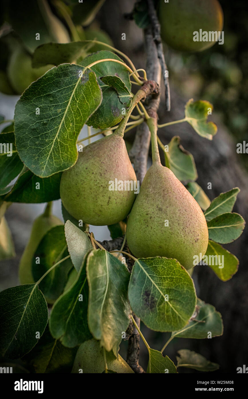 A close-up of green pears on a tree Stock Photo