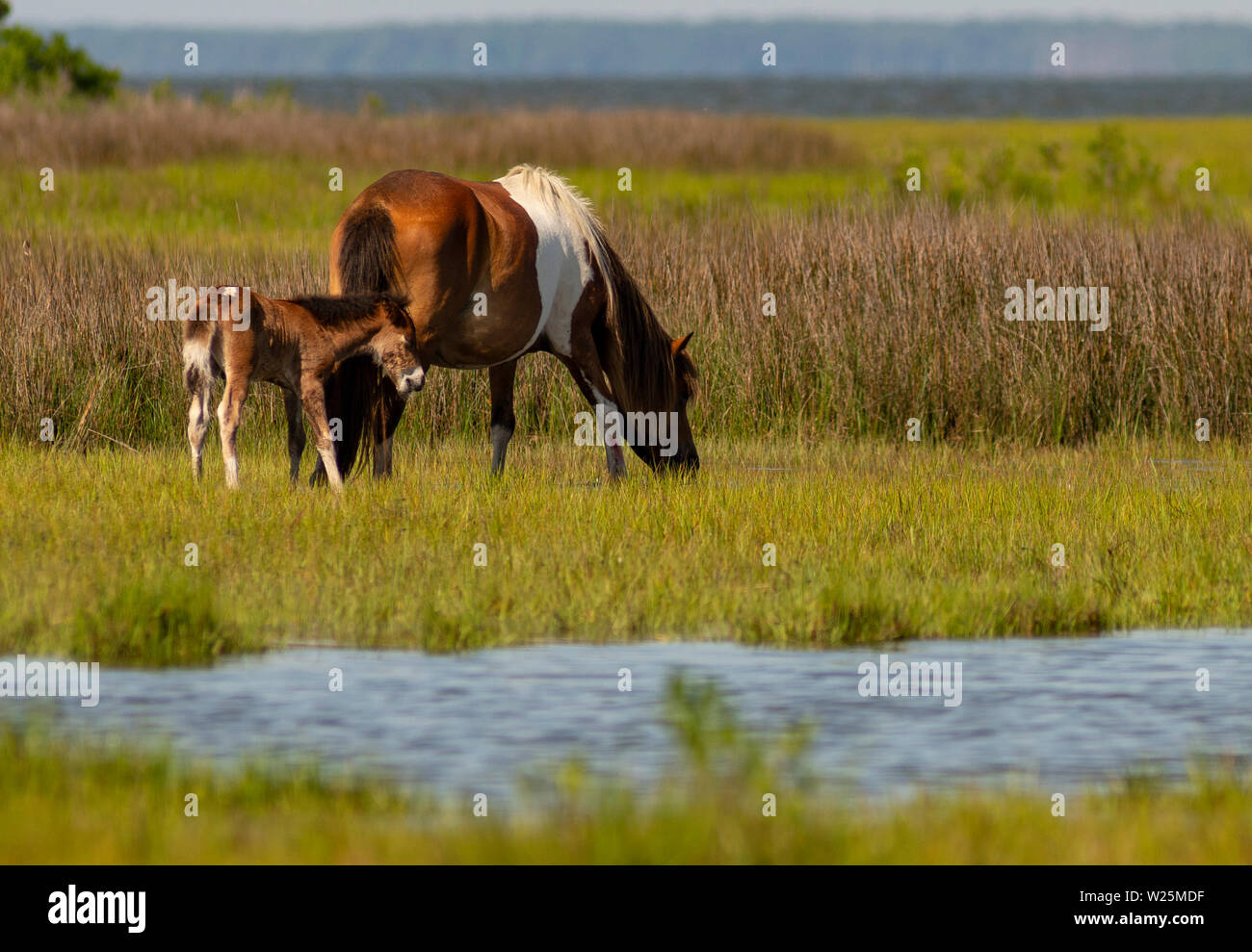 Two of the wild ponies on Assateague Island forage in marsh at the waters edge Stock Photo