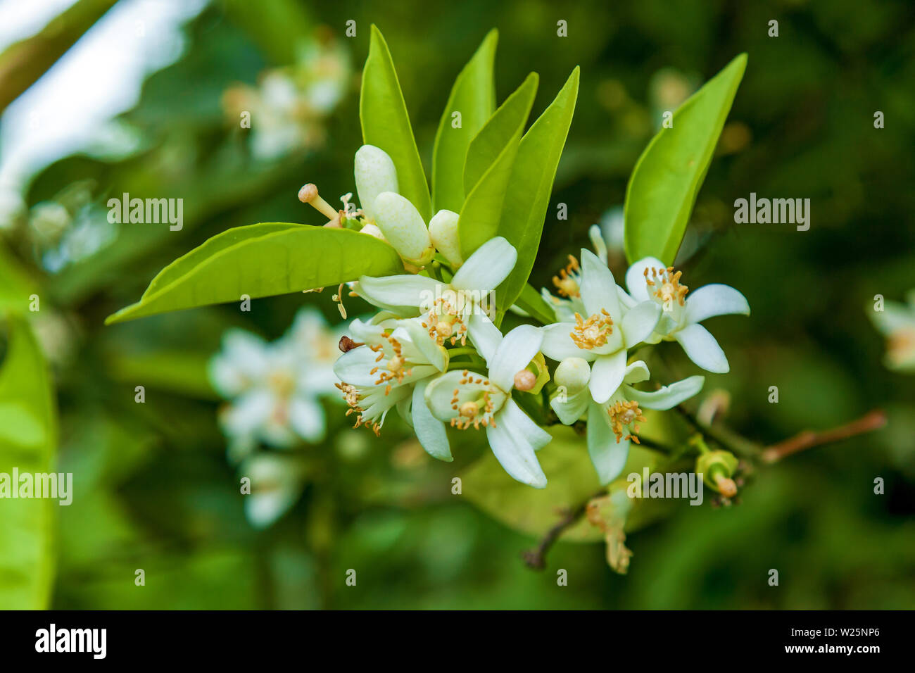 Orange garden with rows of orange trees, flowering orange trees and a ...