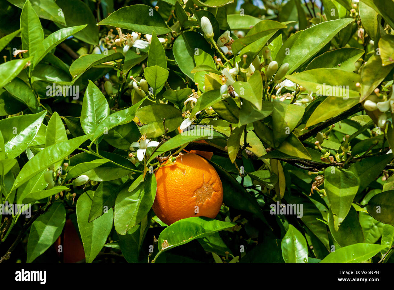 Orange garden with rows of orange trees, flowering orange trees and a ...