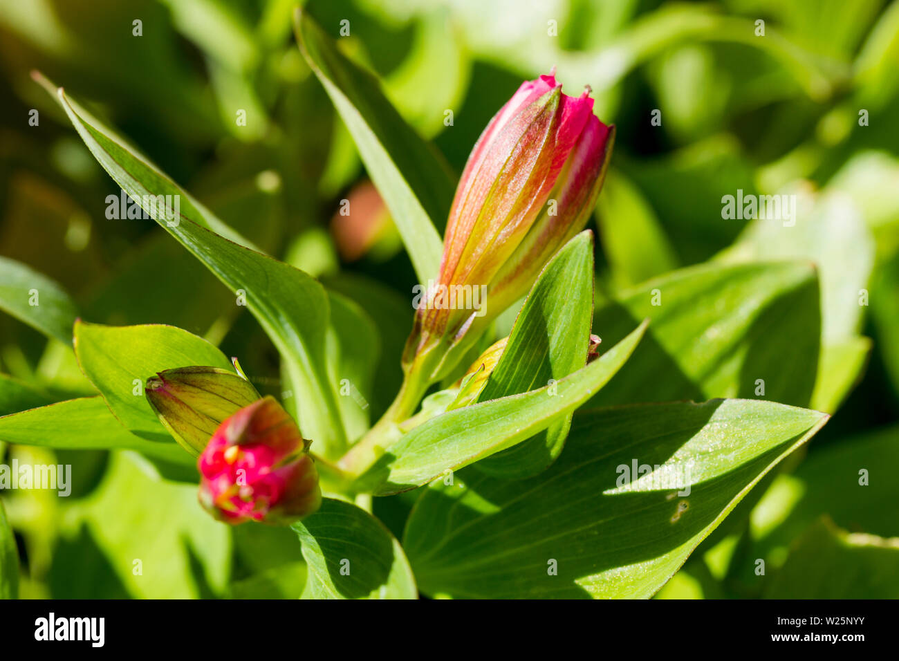 Alstroemeria “Inticancha Sunshine” flower buds, summertime United Kingdom Stock Photo