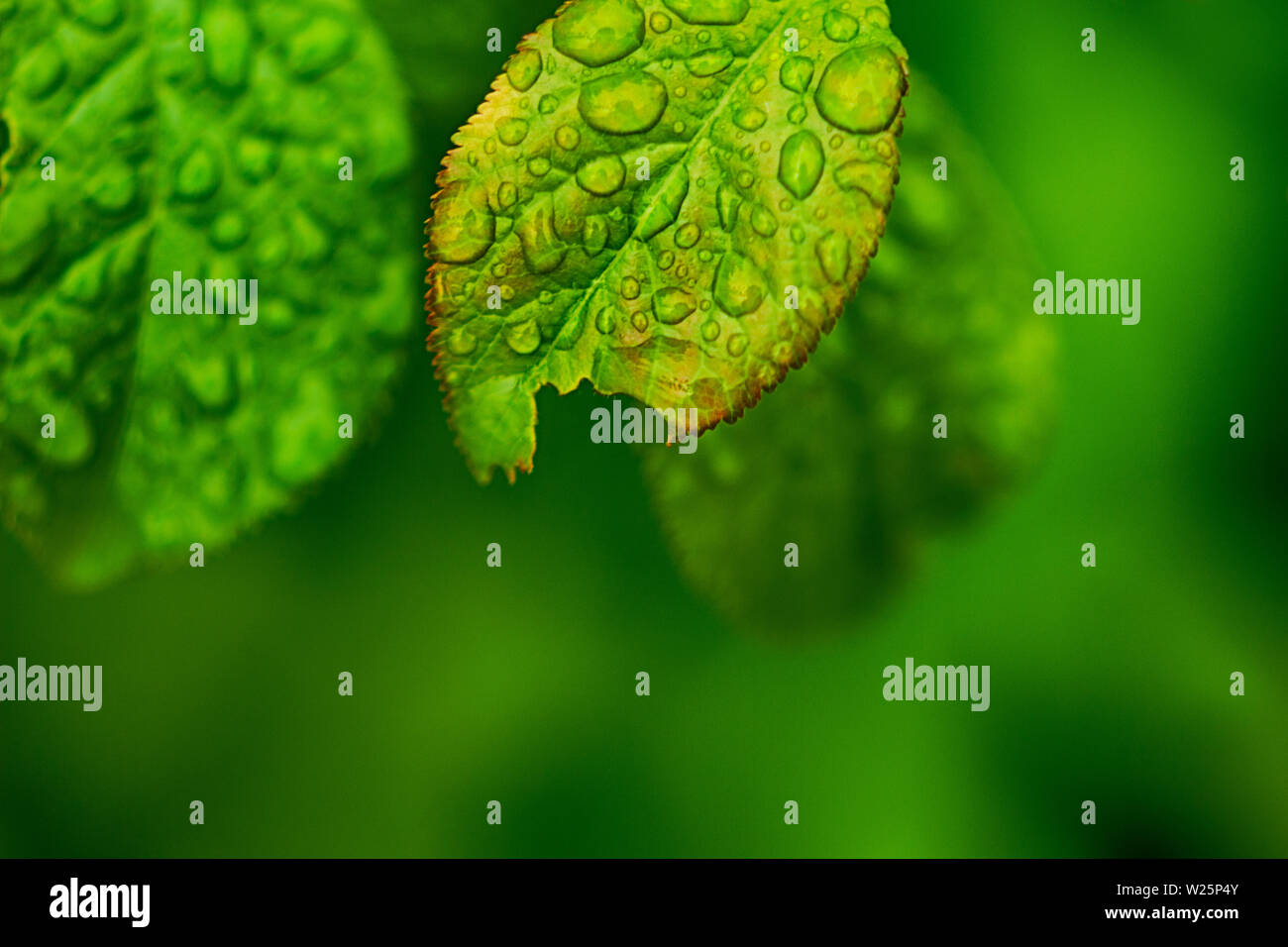waterdrops on leaves Stock Photo - Alamy